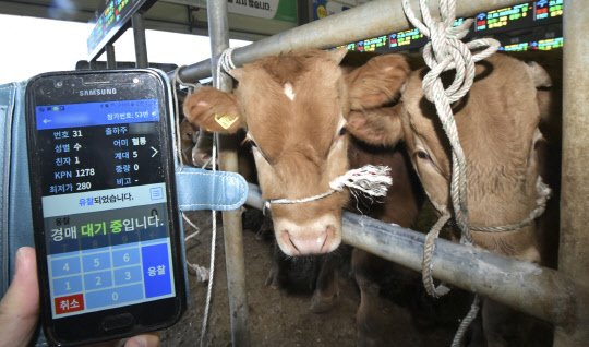 8일 농림축산식품부는 한우 수요 증가와 가격 상승에도 불구하고 공급 과잉에 따른 가격 하락세로 농가 피해가 우려된다고 밝혔다. 지난달 18일 개장한 전북 장수군 '장계 스마트 가축시장'에서 축산인이 스마트폰을 활용해 소를 경매하고 있다. <연합뉴스>